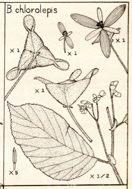 B. chlorolepis